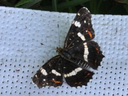 Araschnia levana 
